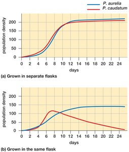 Population density of Paramecium species in competition