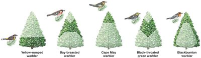 Resource partitioning among warbler species