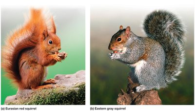 Eurasian red squirrel and eastern gray squirrel