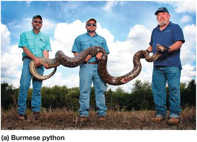 Burmese python as an invasive species