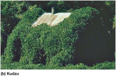 Kudzu as an invasive species