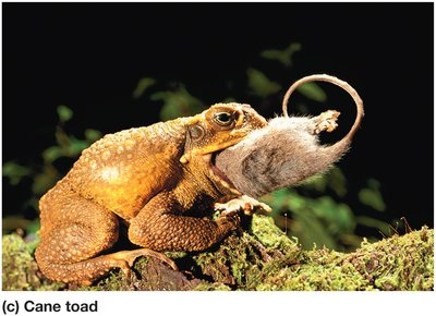 Cane toad as an invasive species