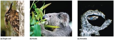 Examples of predation: eagle owl, koala, amoeba