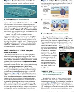 Facilitated diffusion and channel proteins