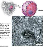 The nucleus stores and transmits information