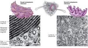 Rough and smooth endoplasmic reticulum