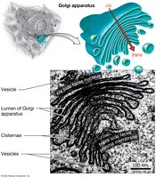 Golgi apparatus structure and function