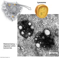 Lysosomes as recycling centers