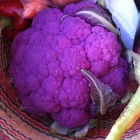Anthocyanin pigments in plants