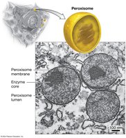 Peroxisome structure and function