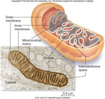 Mitochondrion membranes and compartments