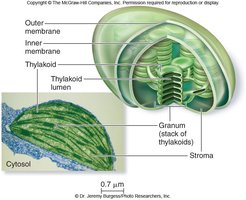 Chloroplast membranes and thylakoids