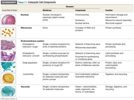 Table of eukaryotic cell components (part 1)