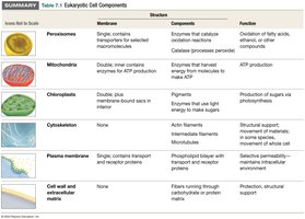 Table of eukaryotic cell components (part 2)