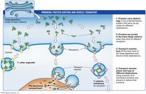 Protein sorting and vesicle transport