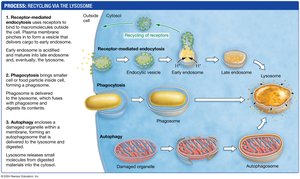 Lysosomal recycling pathways