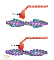 Role of calcium in muscle contraction