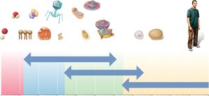 Relative sizes of biological structures
