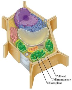 Diagram of a plant cell showing cell wall, cell membrane, and chloroplasts