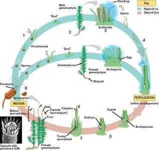 Diagram of moss life cycle