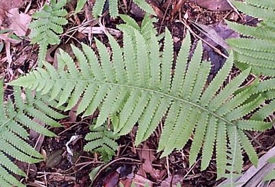 Photograph of a fern frond