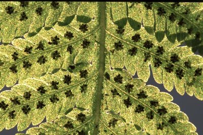 Close-up of fern leaf showing sporangia