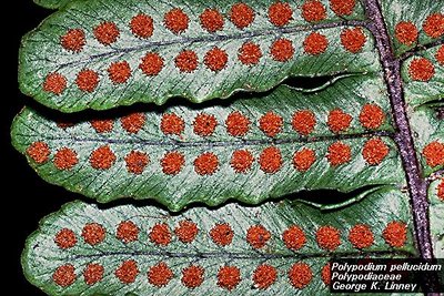 Fern leaf with clusters of sporangia (sori)