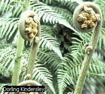 Young fern leaves (fiddleheads)