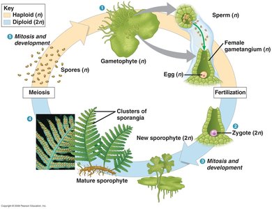Diagram of fern life cycle