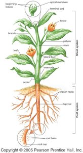Diagram of a whole plant showing shoot and root systems