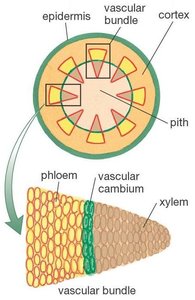 Cross-section of a stem showing vascular bundles, xylem, phloem, and cambium
