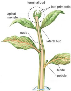 Diagram of a shoot tip showing apical meristem and leaf primordia