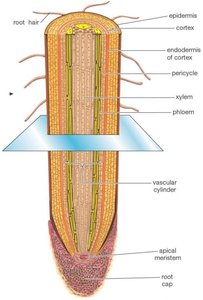 Longitudinal section of a root tip showing apical meristem and root cap