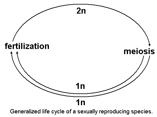 Generalized life cycle of a sexually reproducing species