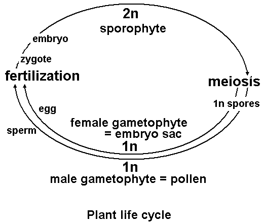 Plant life cycle diagram showing alternation of generations