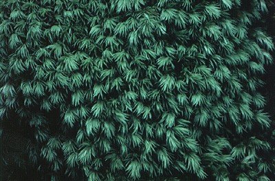 Photograph of moss plants