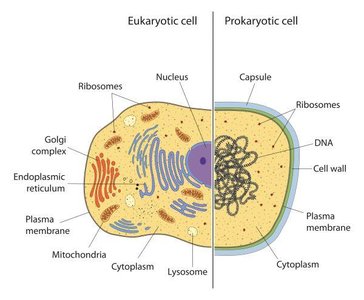 Comparison of eukaryotic and prokaryotic cell structure