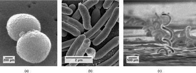 Morphological diversity of prokaryotes: cocci, bacilli, and spirilla