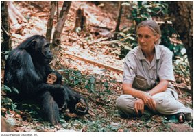 Jane Goodall collecting qualitative data