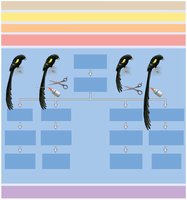 Widowbird experiment illustrating scientific method