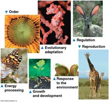 Properties of life