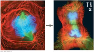 Cell division