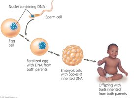 DNA inheritance