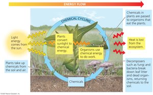 Energy flow and chemical cycling