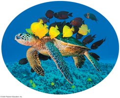 Mutually beneficial interaction between species