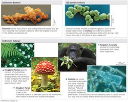 Domains of life