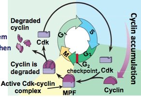 Cell cycle regulation by cyclins and Cdks