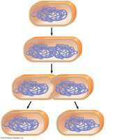 Binary fission in prokaryotes