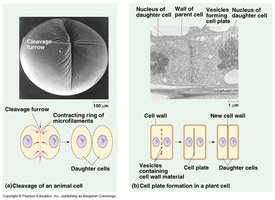Cytokinesis in animal and plant cells