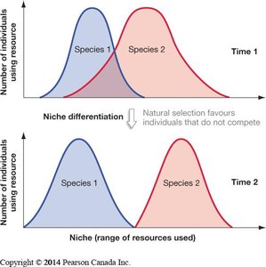 Histogram showing beak depth differences in Galápagos finches